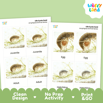 Two printed amphibian life cycle cards shown on a light green background, with the Wüffy Land logo in the top right and marketing text along the bottom. The cards show labeled panels for egg, juvenile, adult, and hatchling with small photos of an amphipod.
