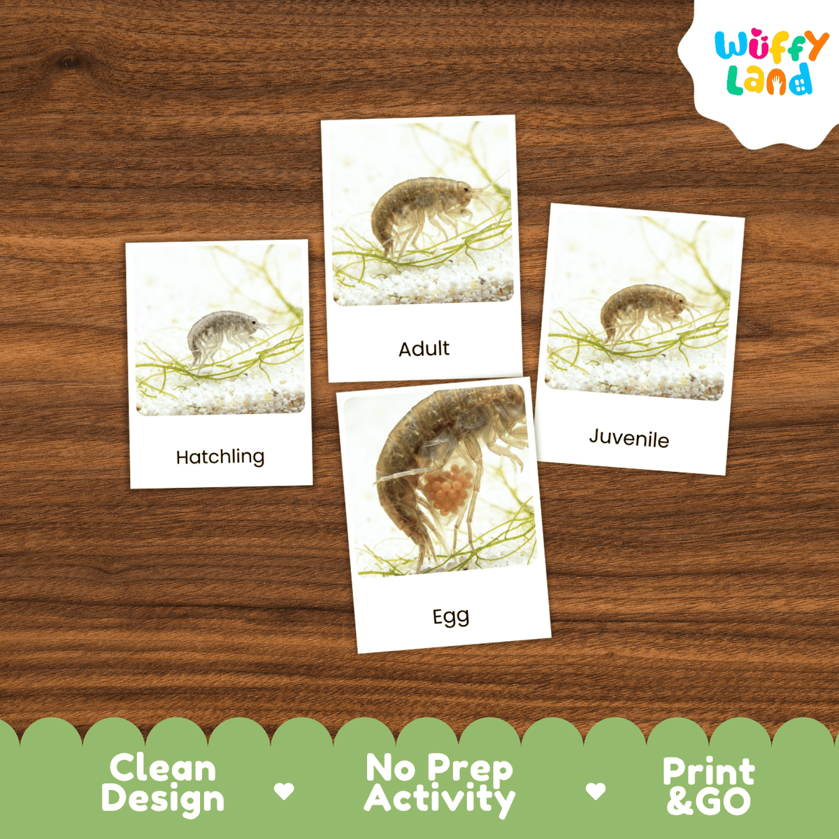 Four educational activity cards about aquatic larvae labeled Hatchling, Adult, Juvenile, and Egg, arranged on a brown wood background. The brand logo 'Wuffy Land' appears in the top right, and a green banner at the bottom reads 'Clean Design', 'No Prep Activity', and 'Print & GO'.