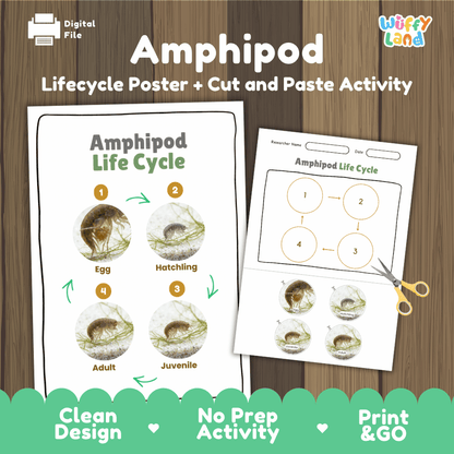 Amphipod Life Cycle Poster and Cut and Paste Activity Worksheets