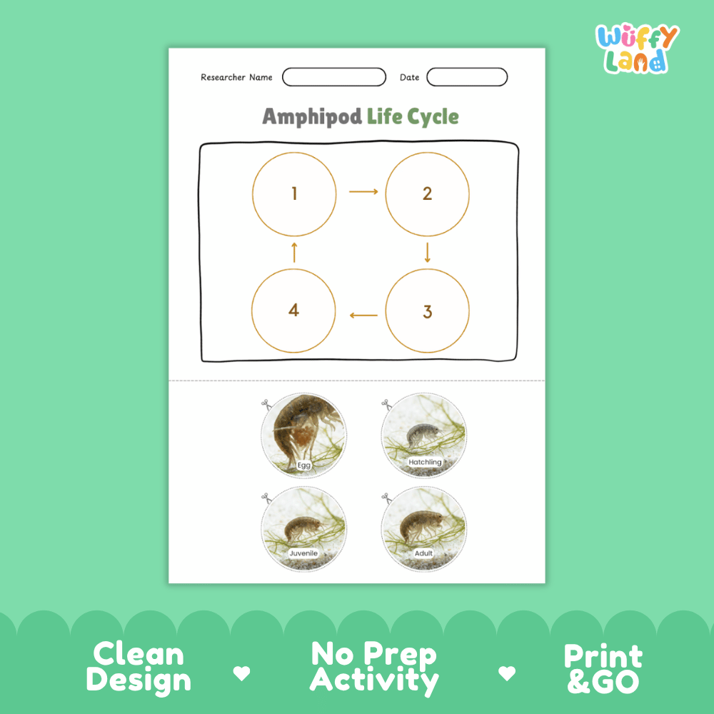 Amphipod Life Cycle Poster and Cut and Paste Activity Worksheets