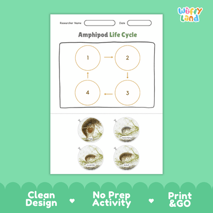 Amphipod Life Cycle Poster and Cut and Paste Activity Worksheets