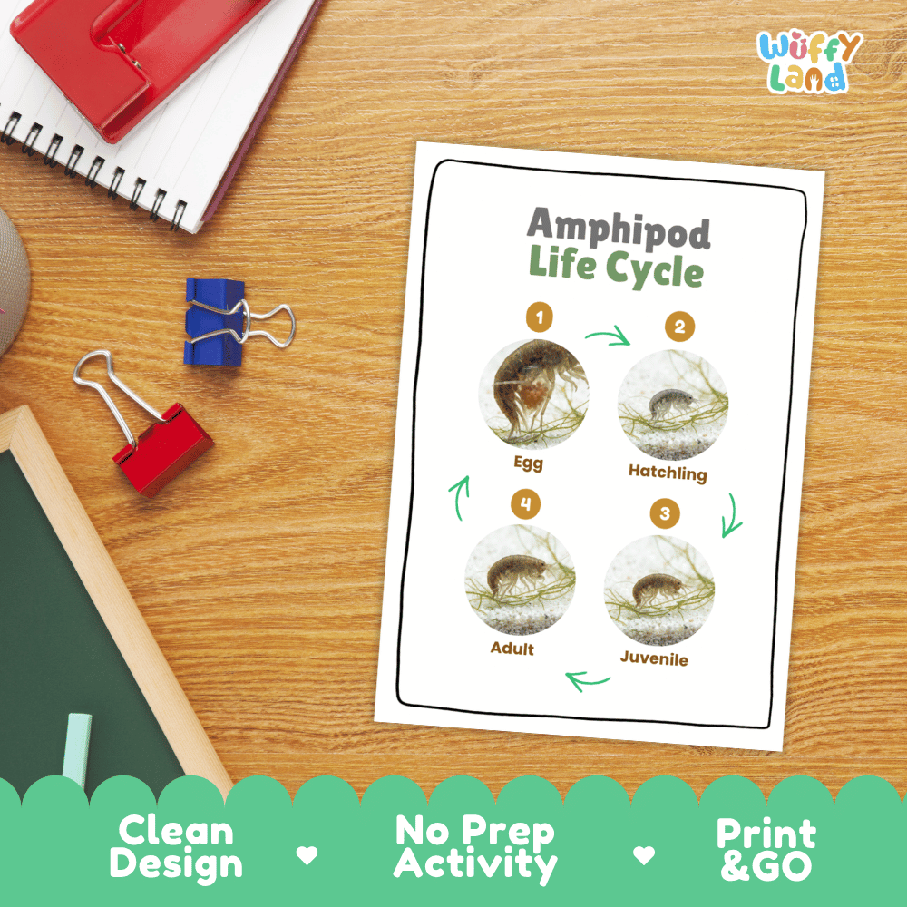 Amphipod Life Cycle Poster and Cut and Paste Activity Worksheets