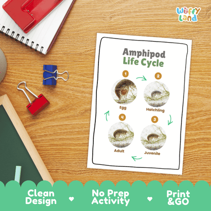 Amphipod Life Cycle Poster and Cut and Paste Activity Worksheets