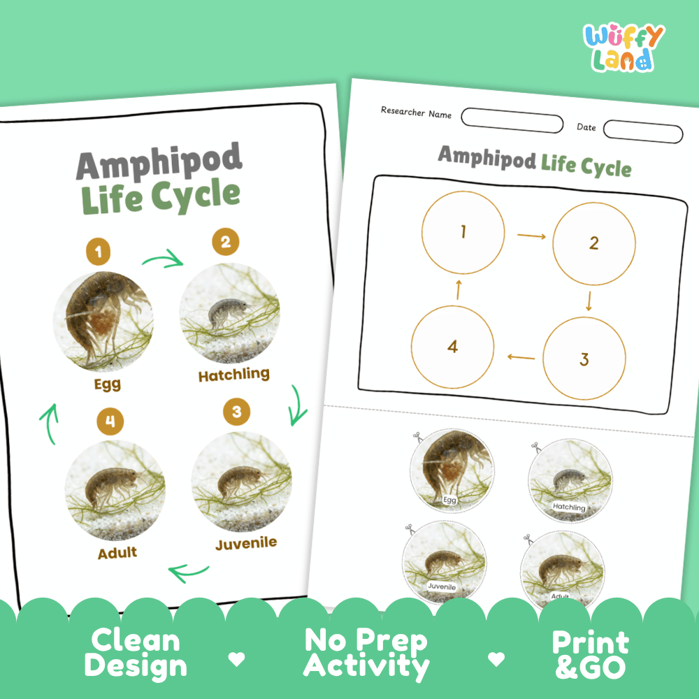 Amphipod Life Cycle Poster and Cut and Paste Activity Worksheets