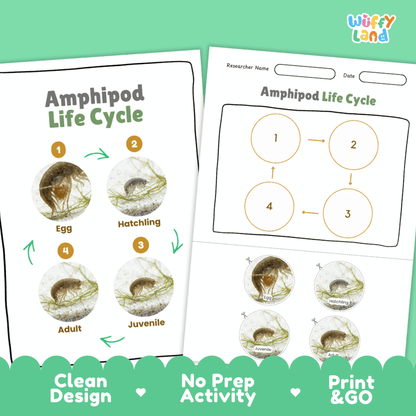Amphipod Life Cycle Poster and Cut and Paste Activity Worksheets