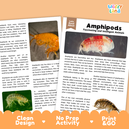 Amphipods Reading Passage and Comprehension Questions with Answer Key