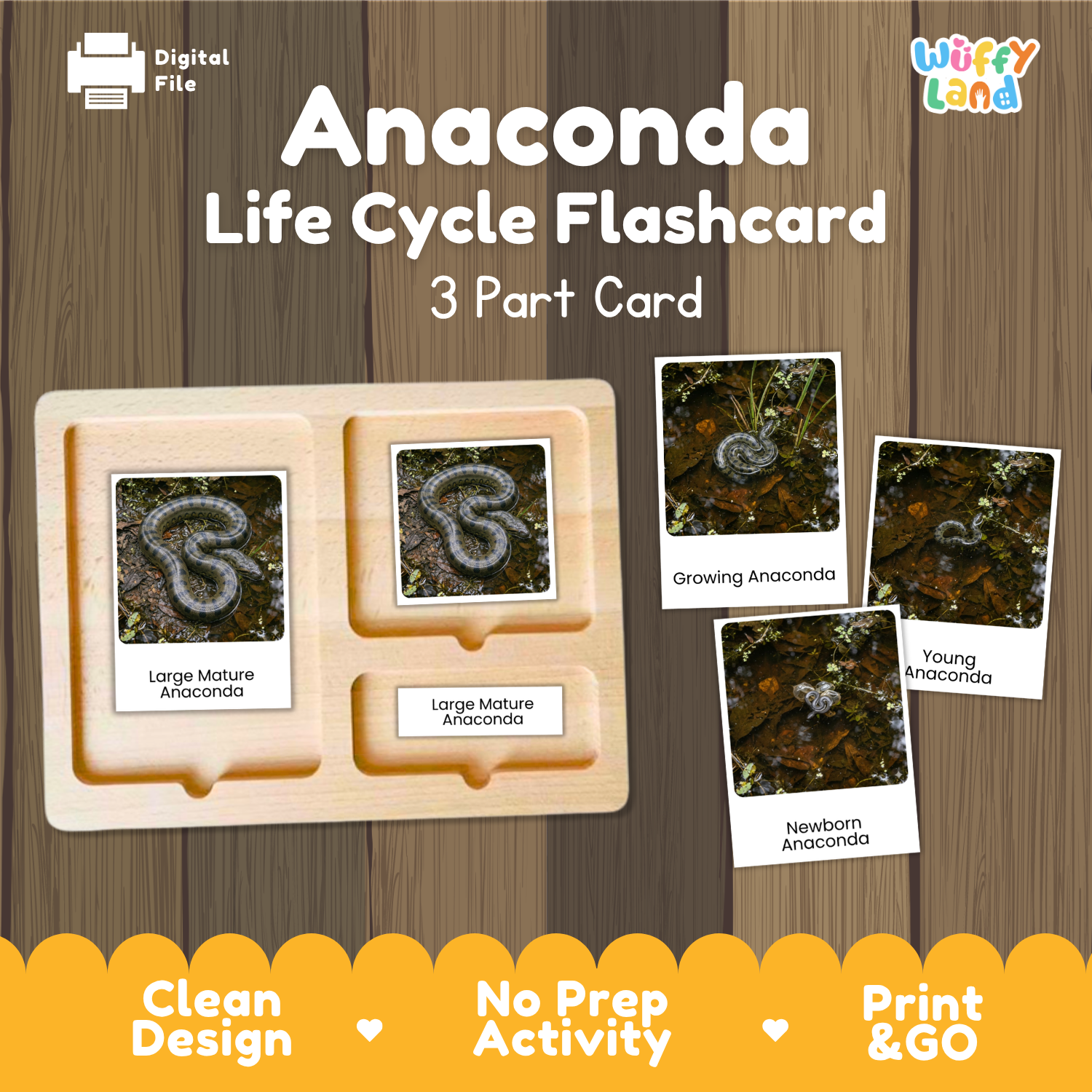 Anaconda Life Cycle Flashcard set by Wiffy Land, featuring a wooden 3-part card tray and four sample flashcards showing different life stages (newborn, young, growing, large mature) on a wood-grain background.
