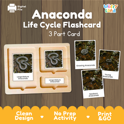 Anaconda Life Cycle Flashcard set by Wiffy Land, featuring a wooden 3-part card tray and four sample flashcards showing different life stages (newborn, young, growing, large mature) on a wood-grain background.