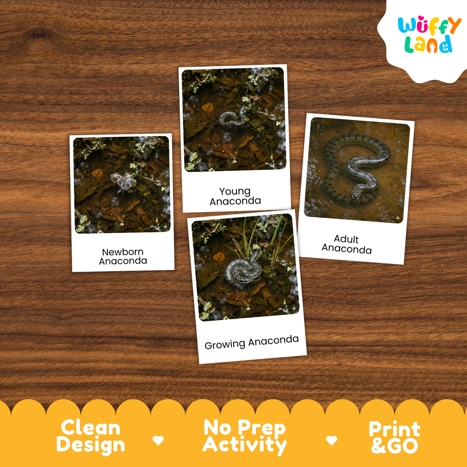 Four printed activity cards showing different stages of an anaconda, arranged on a brown wood background. The cards are labeled 'Newborn Anaconda,' 'Young Anaconda,' 'Growing Anaconda,' and 'Adult Anaconda.