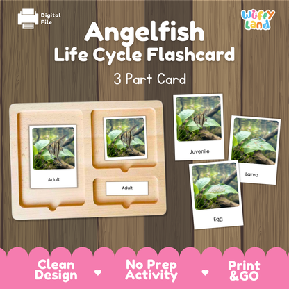 Angelfish Life Cycle Flashcards | 3 Part Cards Montessori Science Activity