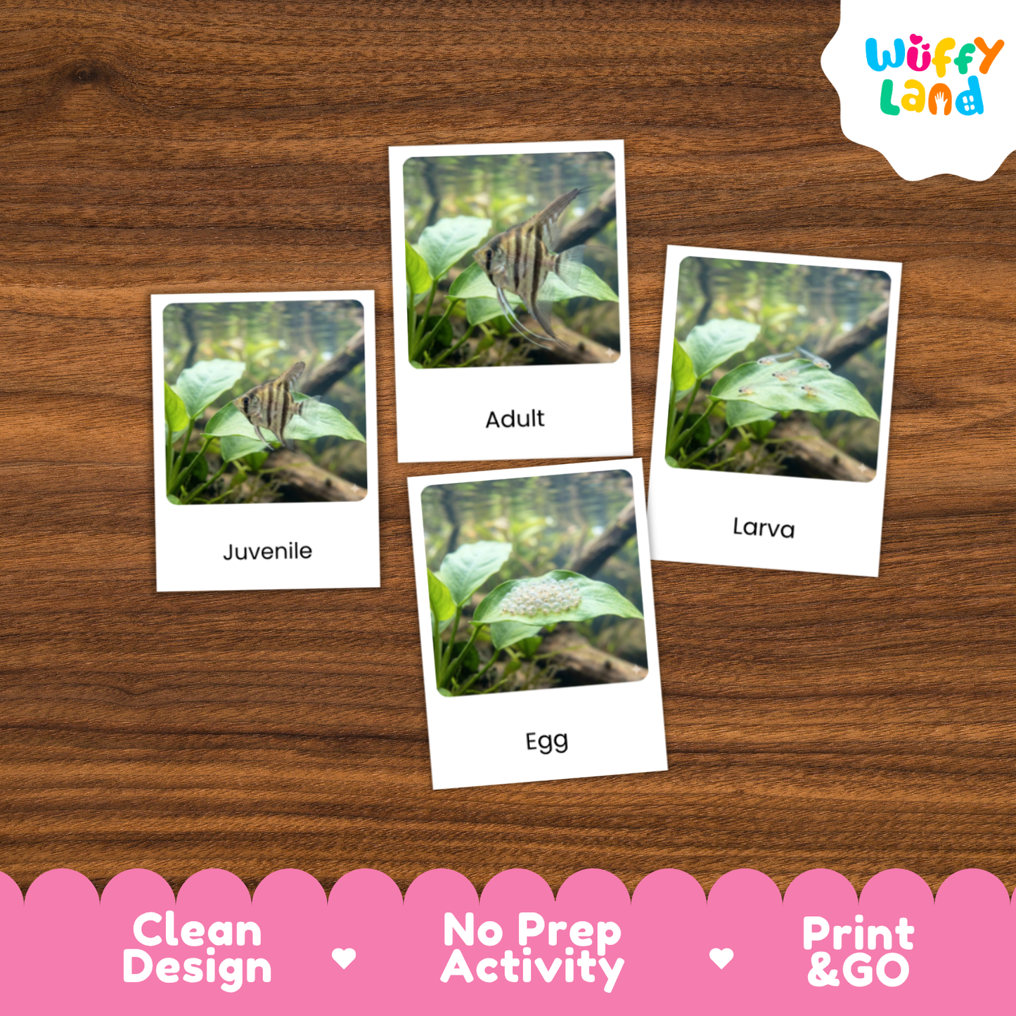 Angelfish Life Cycle Flashcards | 3 Part Cards Montessori Science Activity