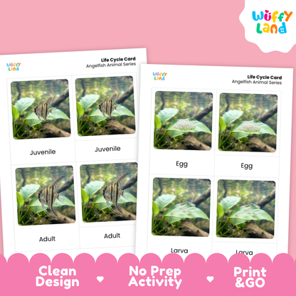 Two printed activity cards for an angelfish life cycle, shown on a pink background with the Wüffy Land logo. The cards feature labeled photos of fish life stages: egg, larva, juvenile, and adult.