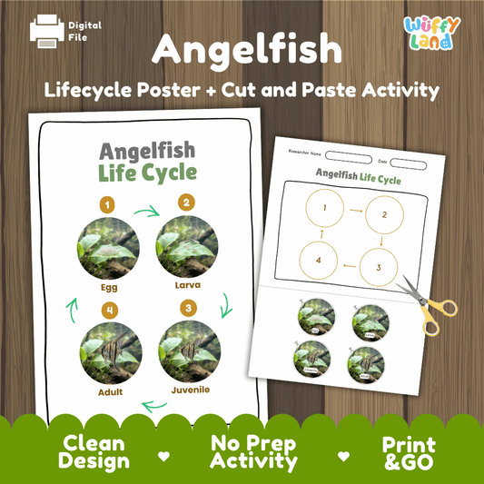 Angelfish Life Cycle Poster and Cut and Paste Worksheet Activity