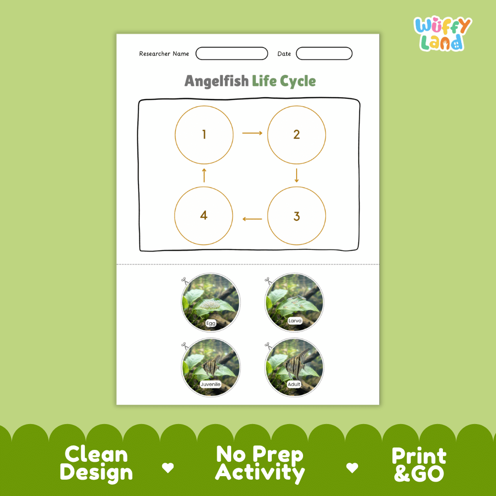 Angelfish Life Cycle Poster and Cut and Paste Worksheet Activity