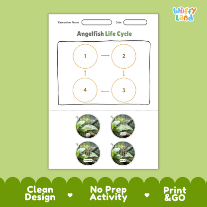 Angelfish Life Cycle Poster and Cut and Paste Worksheet Activity