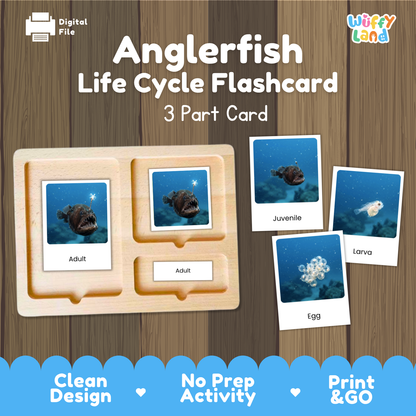 Anglerfish Life Cycle Flashcards | 3 Part Cards Montessori Science Activity