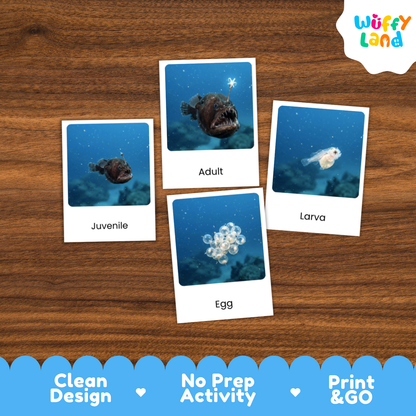 Four underwater fish activity cards labeled Juvenile, Adult, Larva, and Egg arranged on a wooden surface, with a Wuffy Land logo in the top right and a blue promotional banner at the bottom.