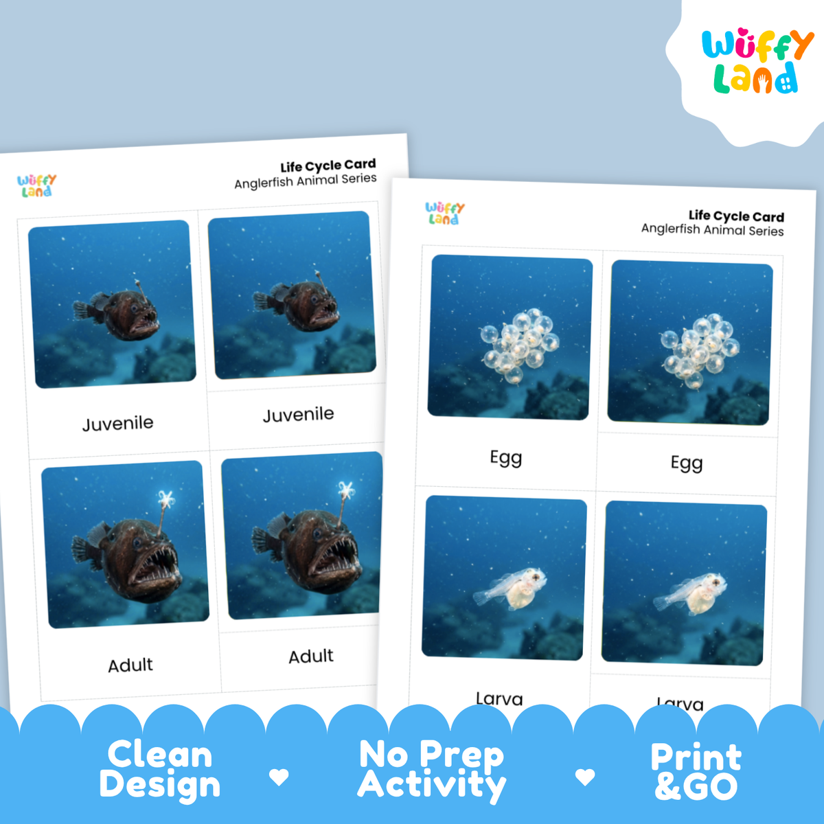 Anglerfish Life Cycle Flashcards | 3 Part Cards Montessori Science Activity