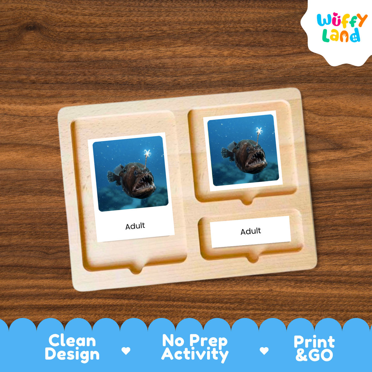 Anglerfish Life Cycle Flashcards | 3 Part Cards Montessori Science Activity