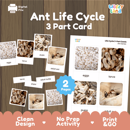 Ant life cycle 3 part cards printable Montessori biology activity pack overview from Wuffy Land featuring real photography cards 🐜📸
