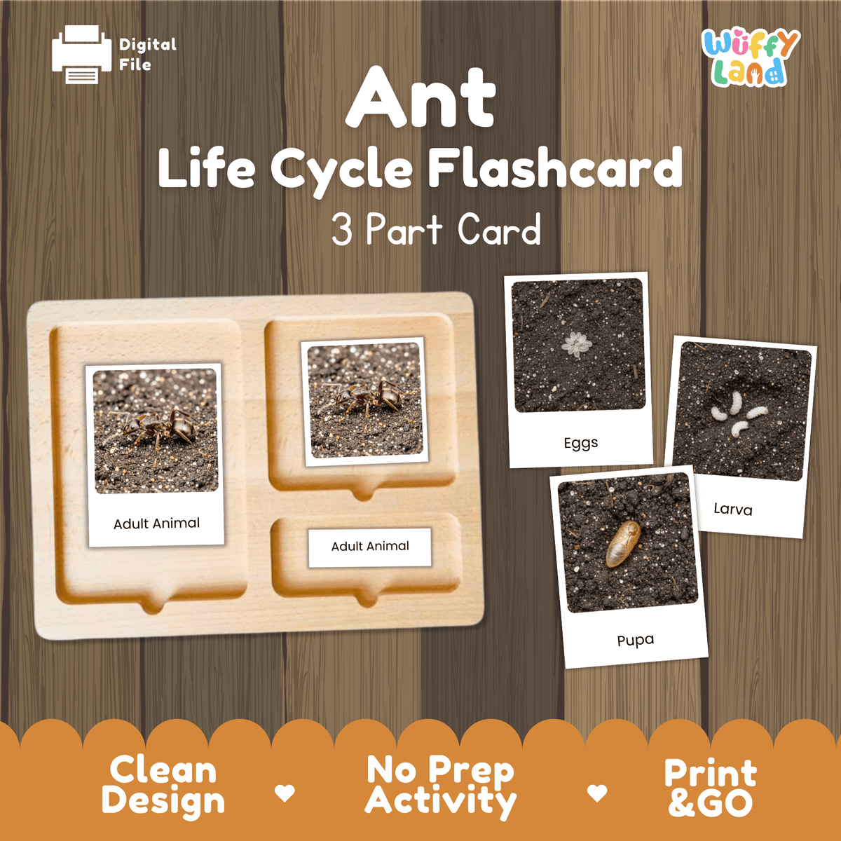 Montessori 3-part photo cards for ant life cycle shown on wooden tray paired with animal research report worksheets and reference photo page