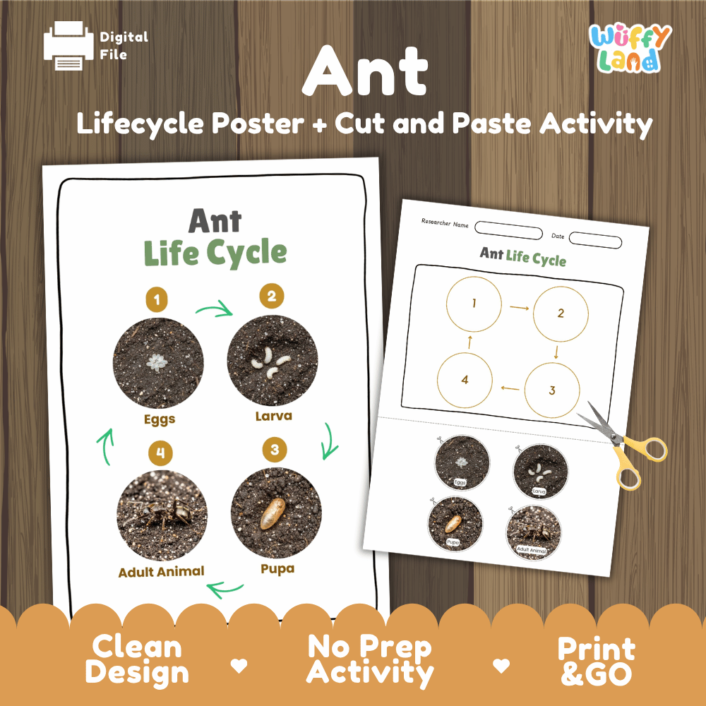 Ant Lifecycle Poster and Cut and Paste Activity Worksheets | Animal Science Printables