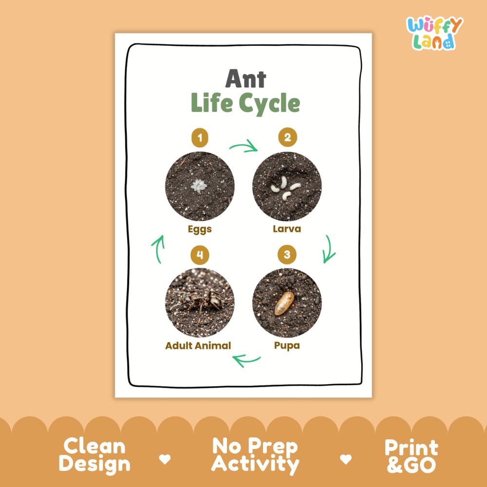 Ant Lifecycle Poster and Cut and Paste Activity Worksheets | Animal Science Printables