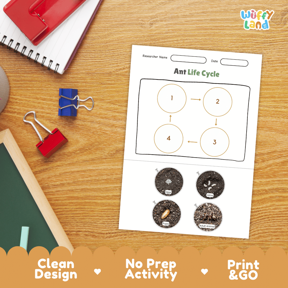 Ant Lifecycle Poster and Cut and Paste Activity Worksheets | Animal Science Printables