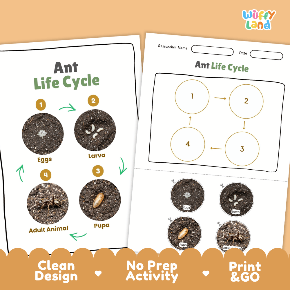 Ant Lifecycle Poster and Cut and Paste Activity Worksheets | Animal Science Printables
