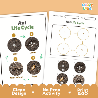 Ant Lifecycle Poster and Cut and Paste Activity Worksheets | Animal Science Printables
