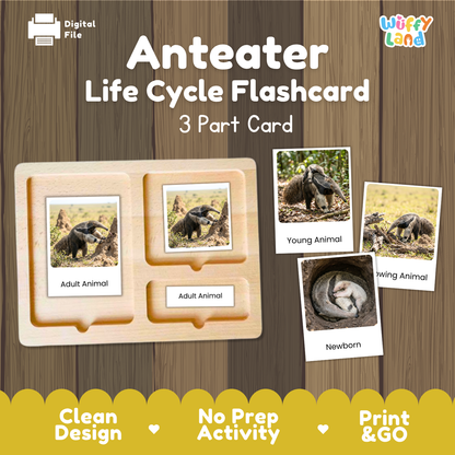 Anteater Life Cycle Flashcard set by Wiffy Land, featuring a 3-part wooden card tray with labeled sections for Adult Animal, Young Animal, and Newborn, plus sample flashcards showing anteater photos on a wood-textured background.