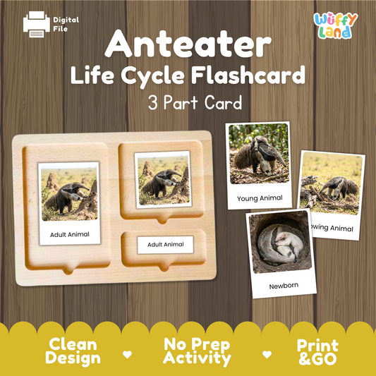 Anteater Life Cycle Flashcard set by Wiffy Land, featuring a 3-part wooden card tray with labeled sections for Adult Animal, Young Animal, and Newborn, plus sample flashcards showing anteater photos on a wood-textured background.