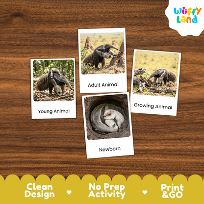 Four animal-themed activity cards showing images of an anteater in different life stages, arranged on a brown wood background. The cards are labeled 'Young Animal', 'Adult Animal', 'Growing Animal', and 'Newborn'.