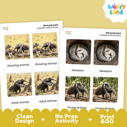 Two printable activity cards for ants shown on a pale yellow background. The cards feature labeled photos of ant life stages: Growing Animal, Newborn, Adult Animal, and Young Animal.