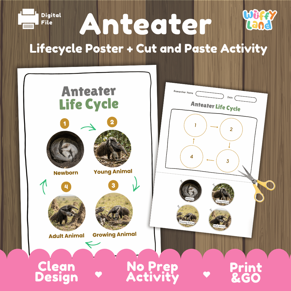 Anteater Life Cycle Poster and Cut and Paste Activity Worksheets