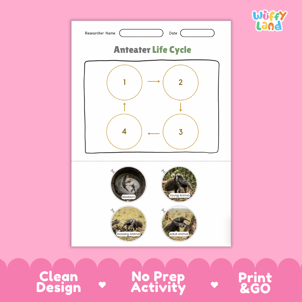 Anteater Life Cycle Poster and Cut and Paste Activity Worksheets