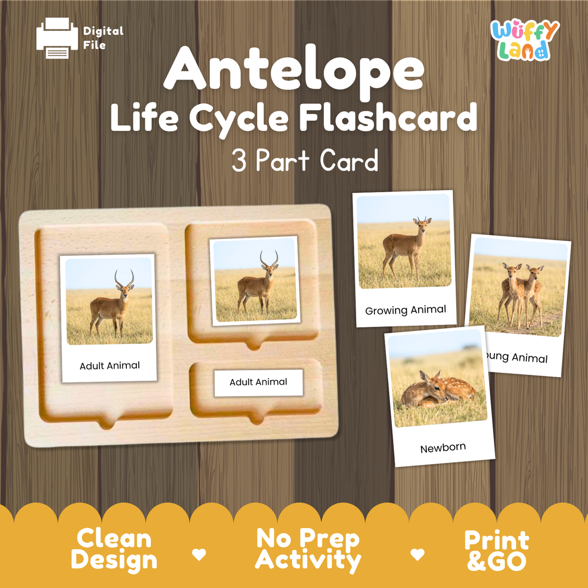 Antelope Life Cycle Flashcard set by Wiffy Land, featuring a wooden 3-part card tray with labeled sections for adult and young animals, plus three sample flashcards showing antelope at different life stages on a wood-textured background.