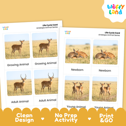Two printable animal life cycle cards shown on a warm beige background with a yellow logo in the top right and a decorative banner at the bottom. The cards feature photos of deer in different life stages labeled Growing Animal, Newborn, Adult Animal, and Young Animal.