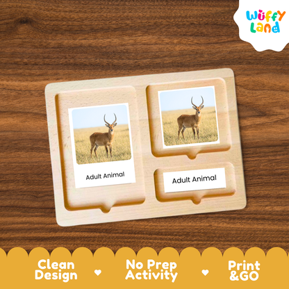 Antelope Life Cycle Flashcards | Montessori 3 Part Cards Mammal Activity