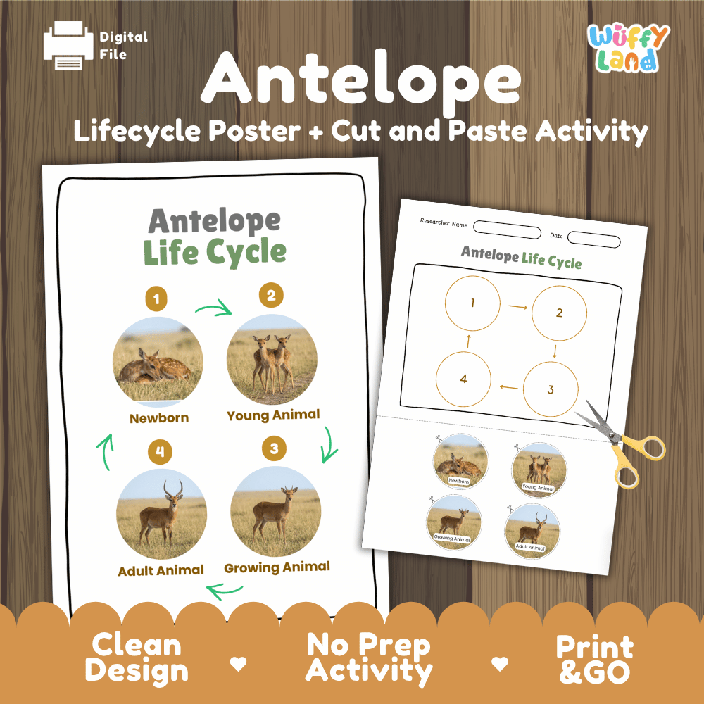 Antelope Life Cycle Poster and Cut and Paste Activity Worksheets