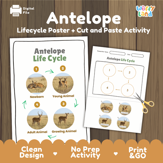 Antelope Life Cycle Poster and Cut and Paste Activity Worksheets