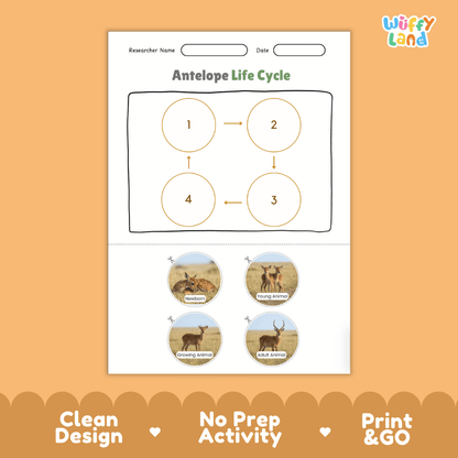 Antelope Life Cycle Poster and Cut and Paste Activity Worksheets