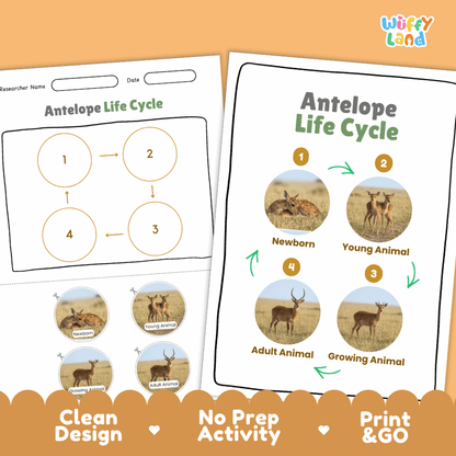 Antelope Life Cycle Poster and Cut and Paste Activity Worksheets
