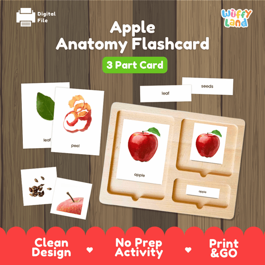 Apple Anatomy Flashcard Montessori 3-part cards printable botany activity pack overview from Wuffy Land arranged on wooden display tray 🍎🍃