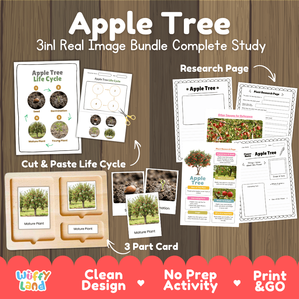Apple tree 3in1 real image bundle complete study printable featuring life cycle cut and paste worksheets, Montessori 3-part cards, and research pages
