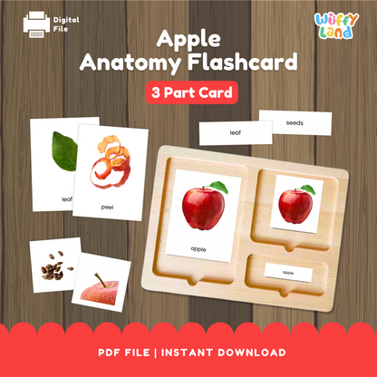 A set of apple anatomy flashcards showing realistic illustrations of apple parts such as the peel, leaf, seeds, and the whole apple. Includes three-part cards with matching labels for each part, designed for Montessori-style hands-on learning activities. Perfect for teaching children apple anatomy and vocabulary.