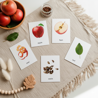 A set of apple anatomy flashcards showing realistic illustrations of apple parts such as the peel, leaf, seeds, and the whole apple. Includes three-part cards with matching labels for each part, designed for Montessori-style hands-on learning activities. Perfect for teaching children apple anatomy and vocabulary.