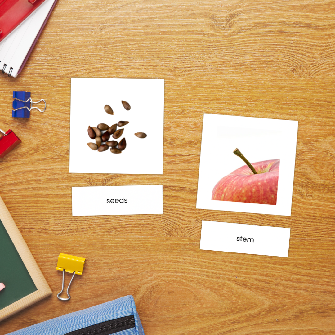 A set of apple anatomy flashcards showing realistic illustrations of apple parts such as the peel, leaf, seeds, and the whole apple. Includes three-part cards with matching labels for each part, designed for Montessori-style hands-on learning activities. Perfect for teaching children apple anatomy and vocabulary.