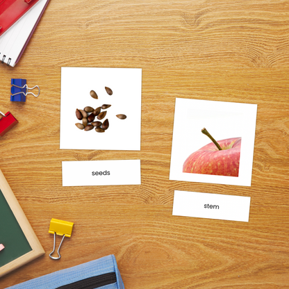 A set of apple anatomy flashcards showing realistic illustrations of apple parts such as the peel, leaf, seeds, and the whole apple. Includes three-part cards with matching labels for each part, designed for Montessori-style hands-on learning activities. Perfect for teaching children apple anatomy and vocabulary.