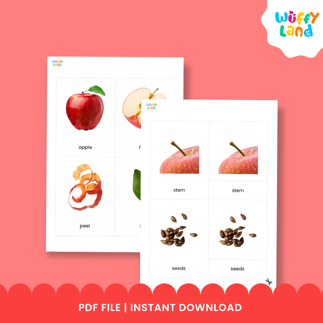 A set of apple anatomy flashcards showing realistic illustrations of apple parts such as the peel, leaf, seeds, and the whole apple. Includes three-part cards with matching labels for each part, designed for Montessori-style hands-on learning activities. Perfect for teaching children apple anatomy and vocabulary.